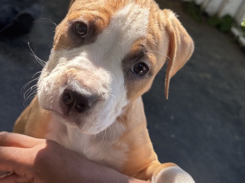 American Pit Bull Terrier – rehoming pup – Hampton