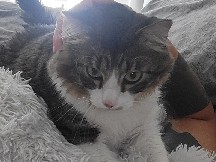 Russian Blue – Cat needs new home
