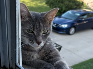 American Shorthair – Penelope, Friendly American Shorthair Cat Available for Rehoming in Columbus – Columbus