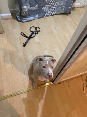 American Bulldog – American merl bully