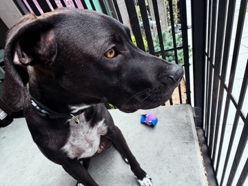 Looking for new home 