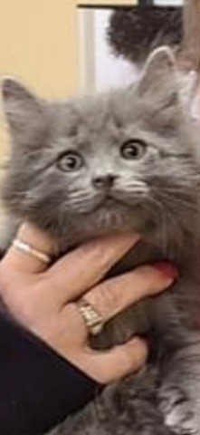 grey kitten