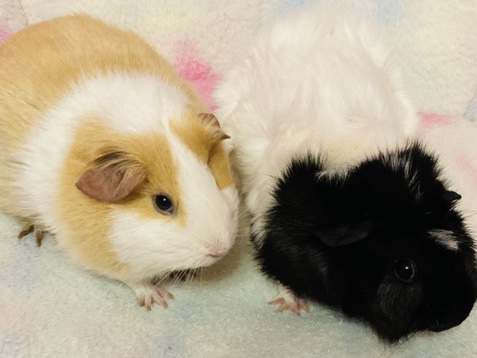 Guinea Pig – Guinea Pigs – Midlothian