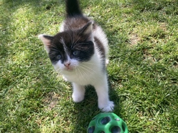 2 black and white kittens