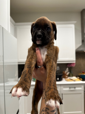 Boxer – purebred boxer puppies for sale