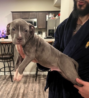 American Bulldog – American Bully Boy Vet checked and ready to go