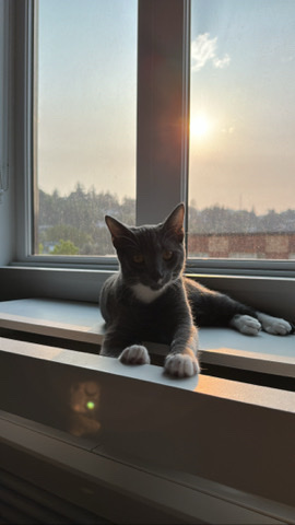 Adorable kitten looking for a new owner