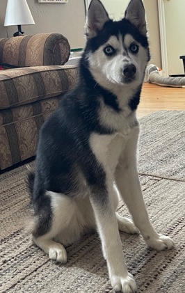 Siberian Husky – 1 year old Siberian Husky needs a new home!