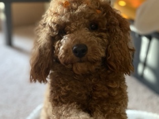 Poodle – Toy Poodle For Sell – Grand Prairie