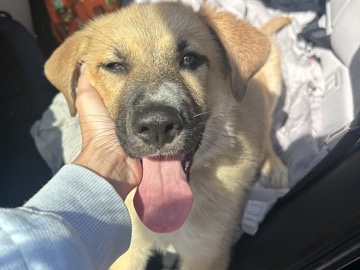 German Shepherd – Female German Shepherd/Lab Mix – Doral