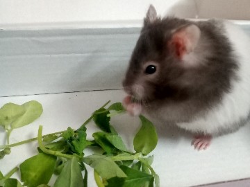 HAMSTERS FOR REHOMING URGENT