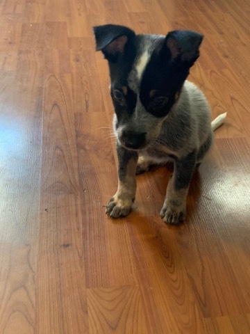 Jack Russell Terrier – re home a puppy