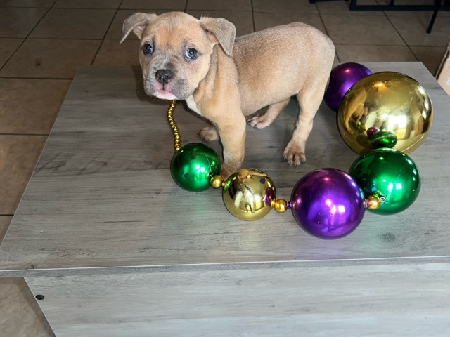 American Bulldog – 3 month old Micro bully – Mobile