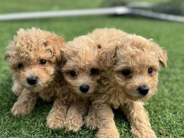 Poodle puppy for sale 