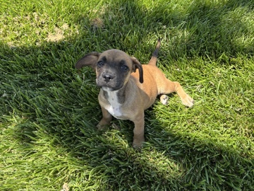 Lovable, playful, and friendly – Lancaster