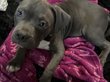 male American bully – Chicago