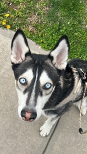 Siberian Husky – Siberian husky puppy