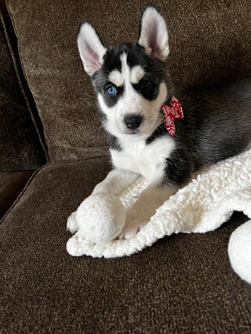 Siberian Husky – Husky puppies available