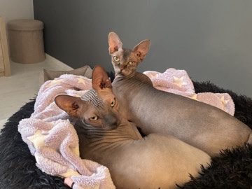 Sphynx – Katten (2 zusjes) – Herk-de-Stad
