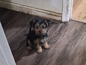 Yorkshire Terrier – need a home – Barstow