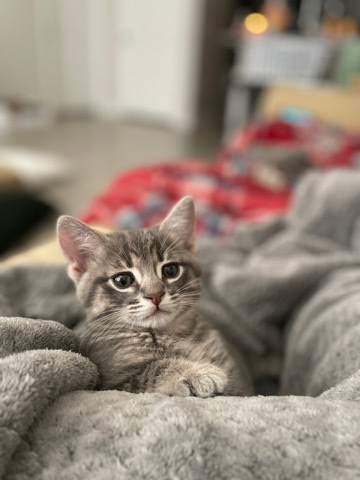 kittens