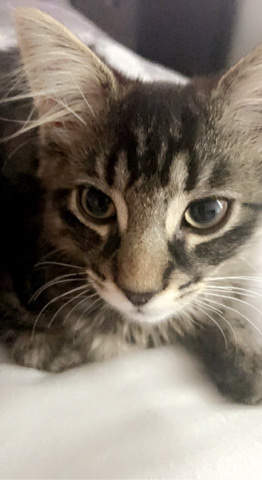 Maine Coon – 5 month kitten