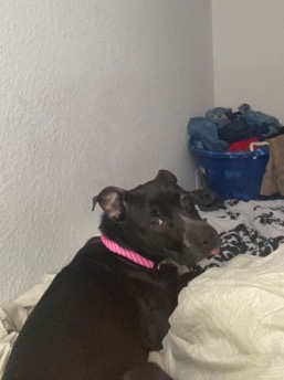 Free Lab/Pit/Hound Mix