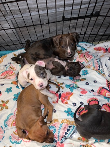 American Pit Bull Terrier – 4 Merle bully’s