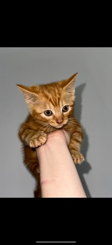 British Shorthair – kittens