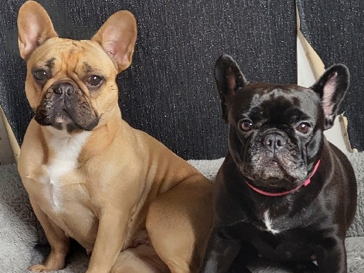 French Bulldog – 2 half sister French bulldogs kc reg 4 years old – Market Harborough