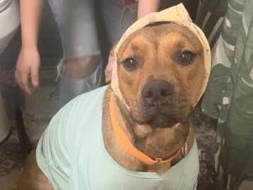 Stella. sweet lover girl needs a home. – Arlington