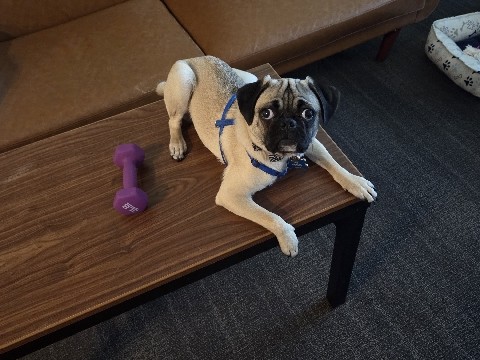Pug – KC Registered Pug Puppy – 8 Months Old in Arlington Heights – Arlington Heights