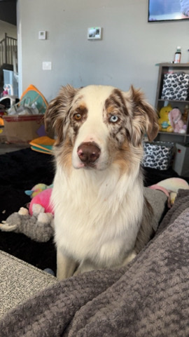 Australian Shepherd – Australian Shepherd
