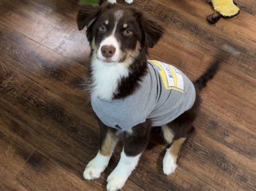 Australian Shepherd – Australian Shepherd Standard size Male – Pontiac