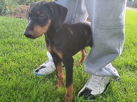 MALE DOBERMAN 