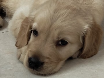 Golden Retriever - golden retriever  available for adoption in New Delhi