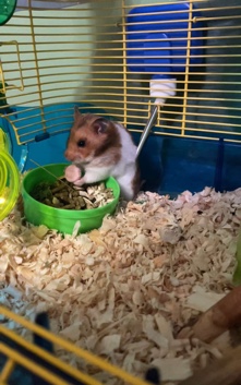 Rehome Daisy
