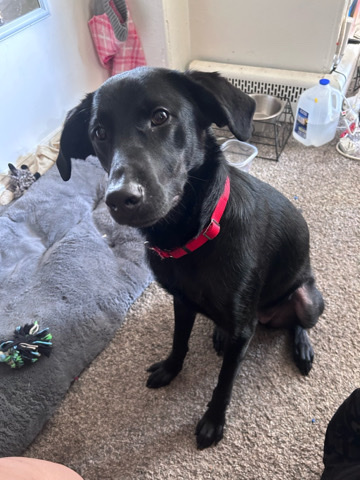 Labrador Retriever – Daphne!