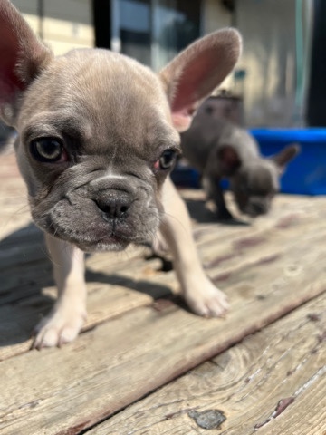 French Bulldog – Frenchie Pups