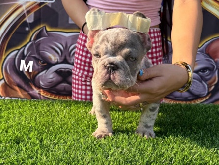 French Bulldog – frenchbulldog Pattaya – อ.เกาะกูด