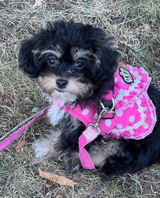 Shih Tzu – Female Sharkie