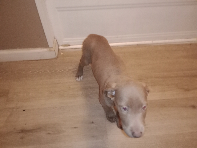 American Pit Bull Terrier β love me π
