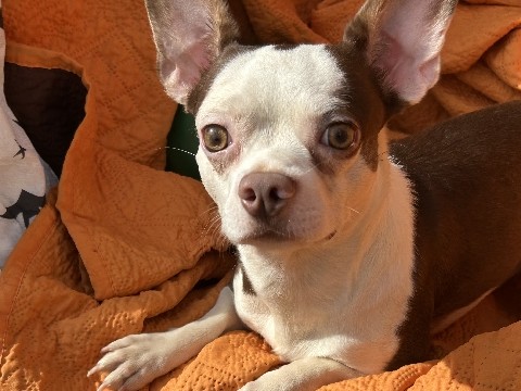 Not selling, just seeking to recommend for FREE