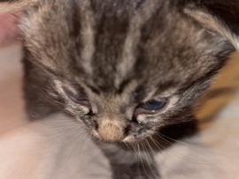 European Shorthair – Adorable European Shorthair Kitten – 1 Month Old in West Chicago – West Chicago