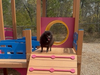 Pomeranian – Pomeranian Female – Beaufort
