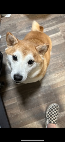 Shiba Inu – Shiba Inu