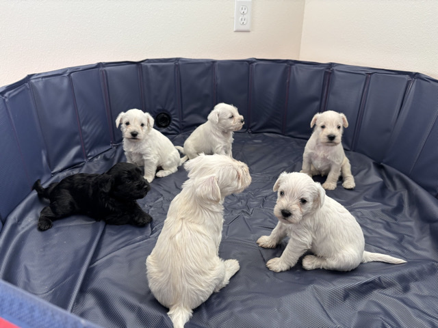 Miniature Schnauzer – 2 Miniature Schnauzer’s All White – Mount Dora