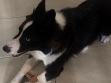 Border Collie – Simba 2yrs old – Pallara