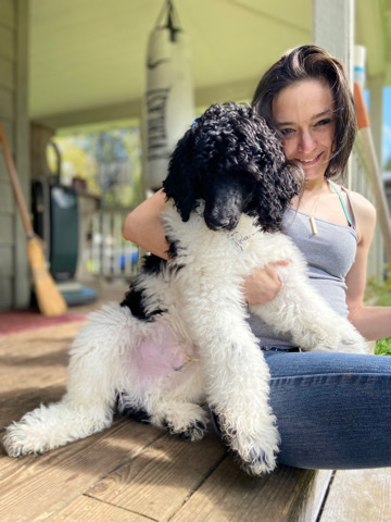 purebred poodle with papers