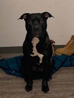 Cane Corso – Rehoming Cane Corso with Ghost tri bully